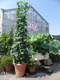 Okinawan Asagao Morning Glory Organic Fertilizer Plants Morning Glory