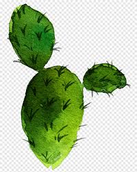 Clipart, drawing, plant, aesthetic, succulent, plant aesthetic, cactaceae, cactus is a succulent, cactus succulents image switch, switch succulents drawings, cactus drawing tumbler, cactus drawing switch image with noncommercial license. Green Cactus Illustration Cactaceae Barbary Fig Drawing Nopal Succulent Plant Sen Department Aesthetic Cactus Watercolor Painting Painted Png Pngegg