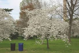 Cherry pollination chart nurseries in the pacific northwest. 13 Most Common Types Of Cherry Trees With Pictures Conserve Energy Future