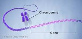 What is a gene?: MedlinePlus Genetics