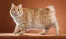 Kurilian Bobtail - Wikipedia