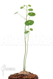 Check spelling or type a new query. Araflora Exotic Flora More Stephania Erecta