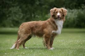 They began as a mix of retrievers, spaniels, and red setter. 84 Nova Scotia Duck Tolling Retriever Ideen Hunde Hunderassen Tiere