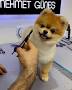 Video for How Cute Dog Grooming
