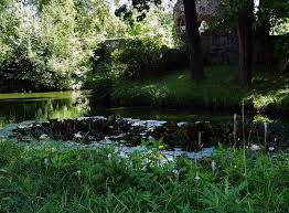Meiningen Seerosen Im Englischen Garten Mit Bildern Englischer Garten Meiningen Garten