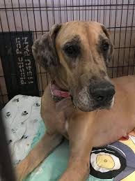 They are really great puppies and ready to go to. Great Dane Puppies Hoobly Online Shopping
