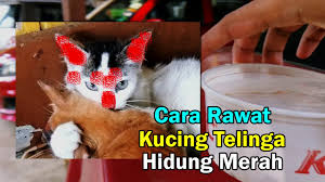 Daripada ditinggalkan, mending rawat mereka dengan. Buat Ubat Kurap Kucing Paling Mudah Tahan Lama Youtube