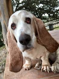 Basset Hound Puppies For Sale In Southeast Texas