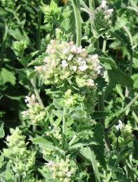 Maybe you would like to learn more about one of these? Nepeta Cataria Catnip Seeds