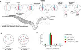 Sexual reproduction can be more costly than asexual reproduction. Hybridization Promotes Asexual Reproduction In Caenorhabditis Nematodes