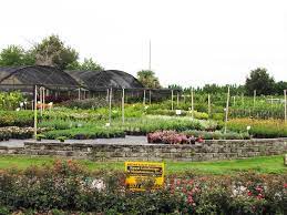 They have a full garden. Plant Nursery Landscaping Services Orlando Fl Area Royal Landscape Nursery