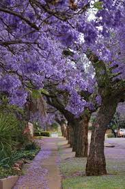 Jacaranda Trees Jacaranda Tree Beautiful Tree Purple Trees