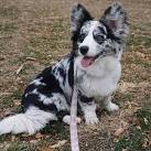Big Ears Kennel