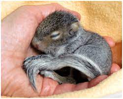 When Do Squirrels Have Babies Feeding Nature