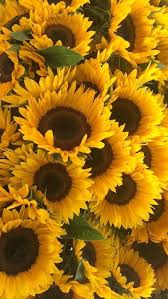 Pin By Estela Holthausen Bermejo On Flowers Sunflower Wallpaper Flower Aesthetic Flower Wallpaper
