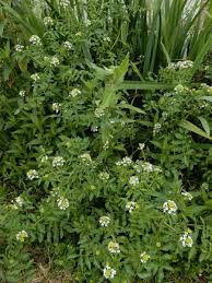 Image result for Nasturtium microphyllum