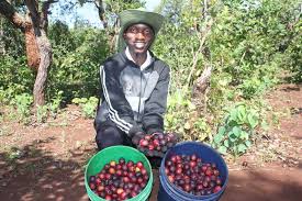 Image result for Anisophyllea boehmii