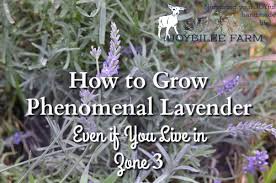 But state, regional, and national images of the map can be downloaded and printed in a variety of sizes and resolutions. How To Grow Phenomenal Lavender Even If You Live In Zone 3 Joybilee Farm Diy Herbs Gardening