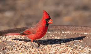 We did not find results for: 15 Cardinal Bird Facts You Didn T Know 2021 World Birds