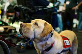 Check spelling or type a new query. Apply For A Service Dog Neads World Class Service Dogs