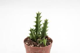 Image result for Orbea carnosa