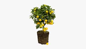Lemon tree lemonade illustrations & vectors. Lemon Tree Citrus Limon Png Transparent Png Transparent Png Image Pngitem