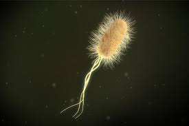 At the same time, multicellulars have a longer life span as cells have no workload upon them as. Bacteria What Is Microbiology Microbiology Society