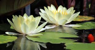 Image result for Nymphaea