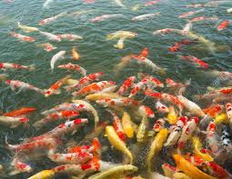 Floating candles make a water garden look very romantic. Japan Koi Carp In Koi Pond Stock Photo Picture And Royalty Free Image Image 81145690