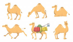 The arab let his camel do the arab thought about it. Various Camels With One Hump Flat Icon Set Free Vector