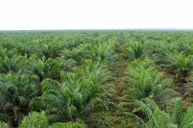 Can oil palm development provide a basis for inclusive and sustainable rural development? Setting The Record Straight On Oil Palm And Peat In Se Asia Ciat Blog