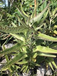 Image result for Bryophyllum