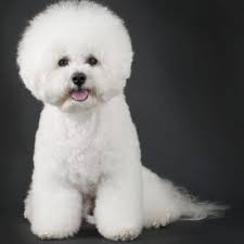 Black Bichon Frise Puppy Dog Breed Selector What Breed Of Dog Should I Get Quiz Bichon Frise Dogs Bichon Frise Puppy Dog Breeds
