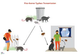 Check out the pronunciation, synonyms and grammar. Typhus Flea Borne