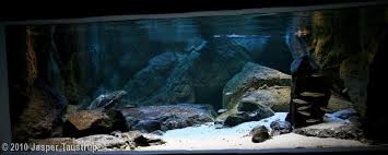 2010 Aga Aquascaping Contest Entry 15 Aquascape Biotope Aquarium African Cichlid Aquarium