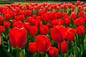 We put together a stunning collection of the 30 most popular types of red flowers below. 30 Most Popular Types Of Red Flowers For Your Garden A To Z Home Stratosphere