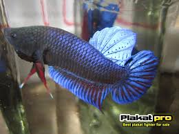 Put the betta fighter fish into a soft texture plastic glass , put the glass against a 20 centimeter let fish chasing each other in. Best Fighter Betta For Sale Monsterfishkeepers Com