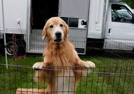 Jun 12, 2021 · westminster dog show 2021: Big Winning Whippet Pekingese Face Off At Westminster Dog Show Pittsburgh Post Gazette
