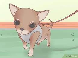 Feeding, water, dog bed, toys and exercise for a healthy puppy. How To Care For Your Chihuahua Puppy With Pictures Wikihow