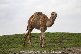 .how do a camel's long eyelashes and thick eyebrows help it protect its eyes from the sun? Camels For Sale
