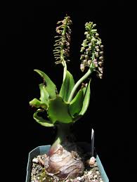 Image result for Ledebouria revoluta