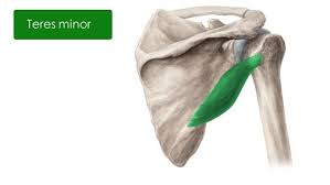 Muscles Of The Upper Arm And Shoulder Blade Anatomy Kenhub Muscle Anatomy Anatomy Rib Cage Anatomy