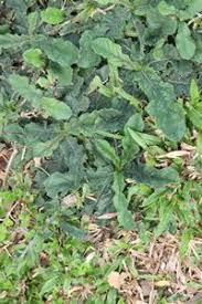 Image result for Elephantopus scaber