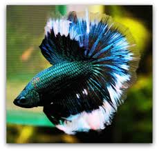 Hello there and welcome to the betta fish wiki. How To Optimize Betta Fish Life Expectancy The Pet Blog Lady Celebrating Our Pets