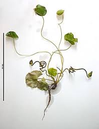 Image result for Nymphaea maculata