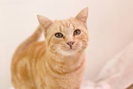 Adopting a pet in need of a home is a win/win/win situation. Does Petco Take Cats Rehome By Adopt A Pet Com