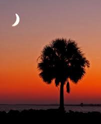 South Carolina State Tree Sabal Palmetto Also Known As The Cabbage Palm Tree Palm Trees Pictures South Carolina