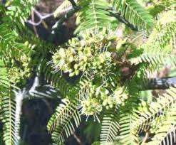 Image result for Brachystegia glaucescens
