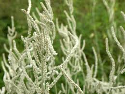 Image result for Aerva javanica