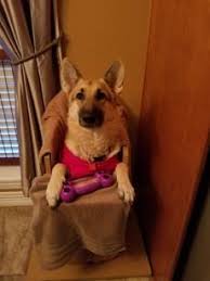 We want the world to know that me is not a death sentence, and your dog can be happy! Rehoming Megaesophagus Dogs Canine Megaesophagus
